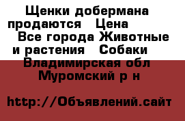 Щенки добермана  продаются › Цена ­ 45 000 - Все города Животные и растения » Собаки   . Владимирская обл.,Муромский р-н